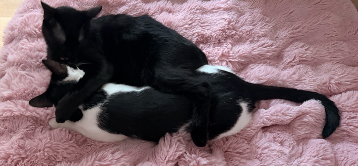 Pentru adoptie