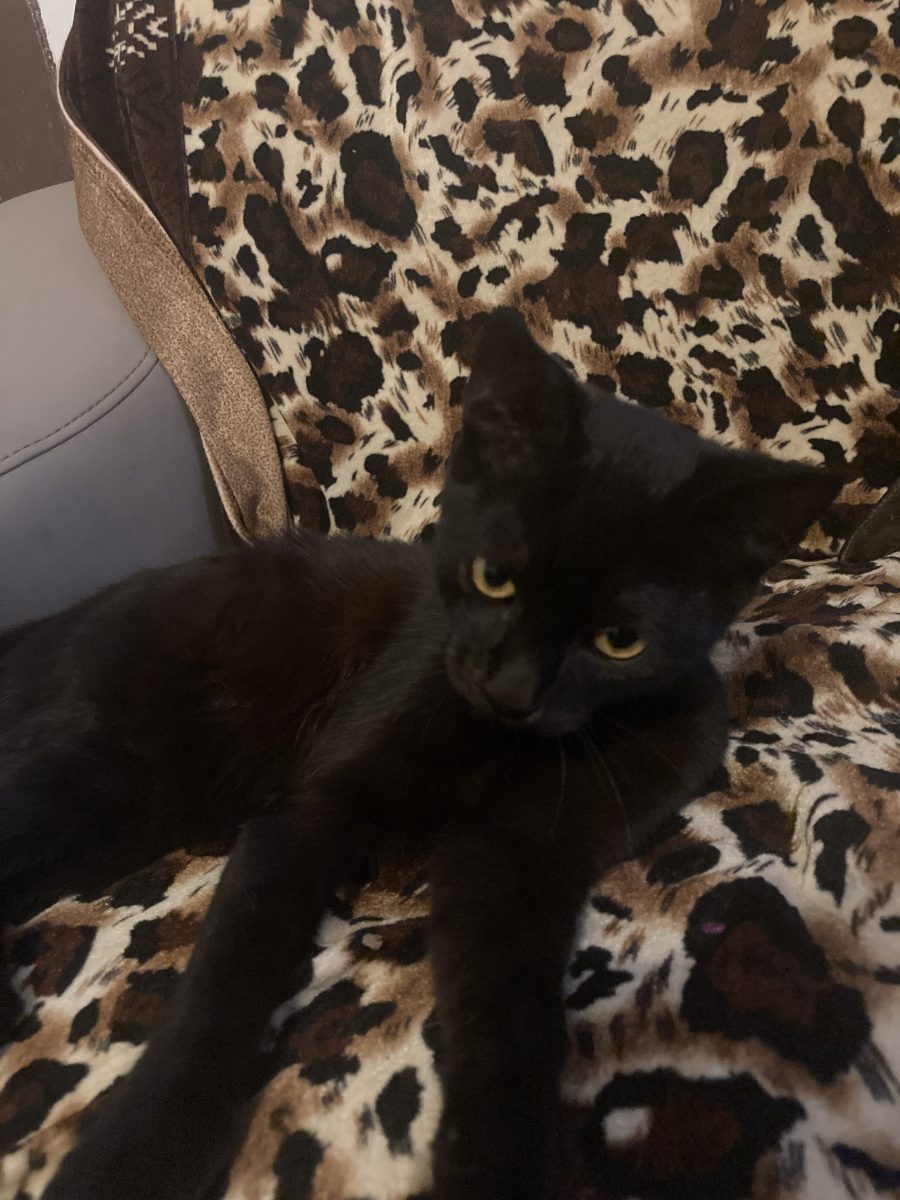 Mișu și black❤️❤️