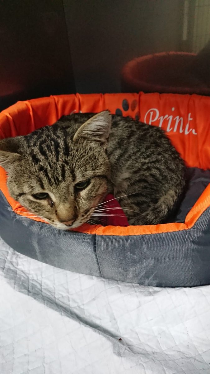 Roni – Motan foarte blând şi cuminte !!