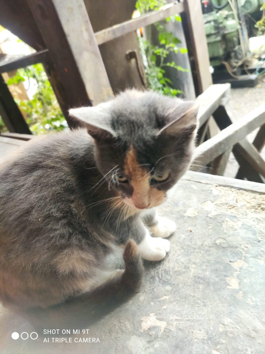 Urgent, puiuți abandonați, a venit frigul!