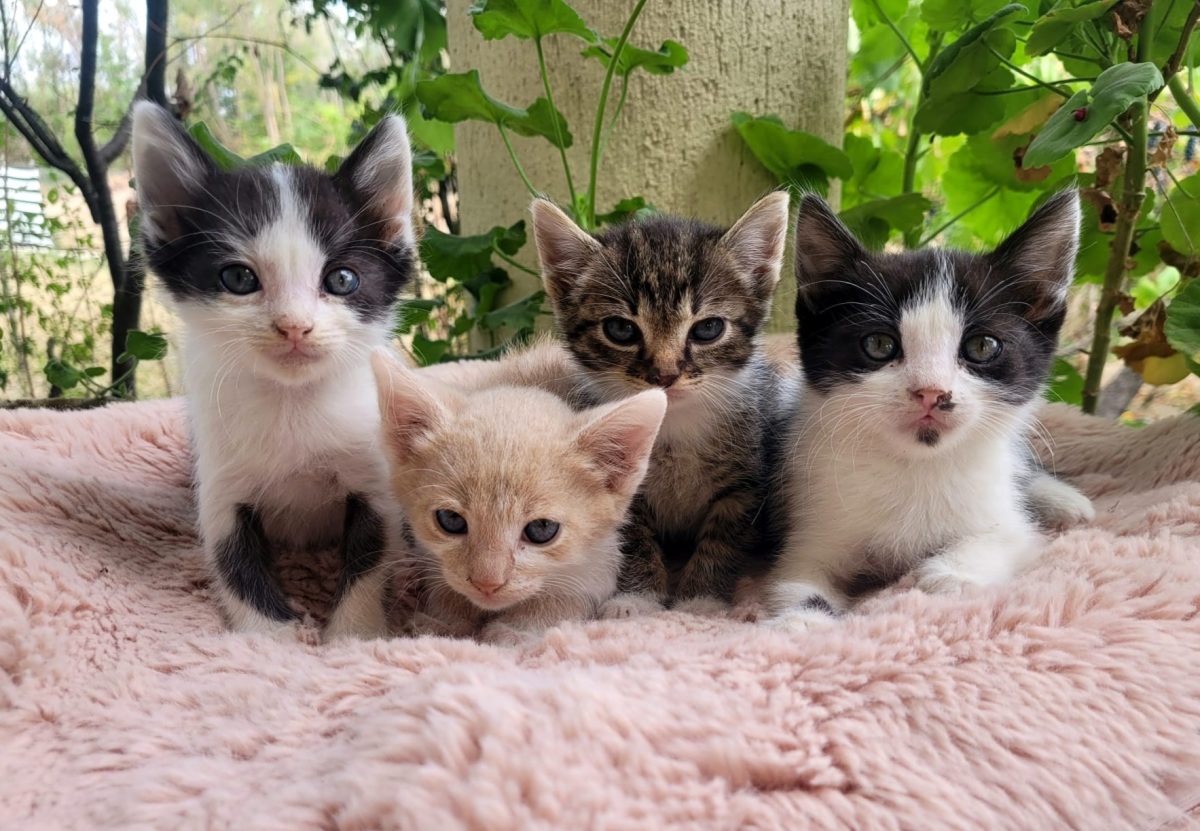 Pisicuți drăgălași pe alese😻