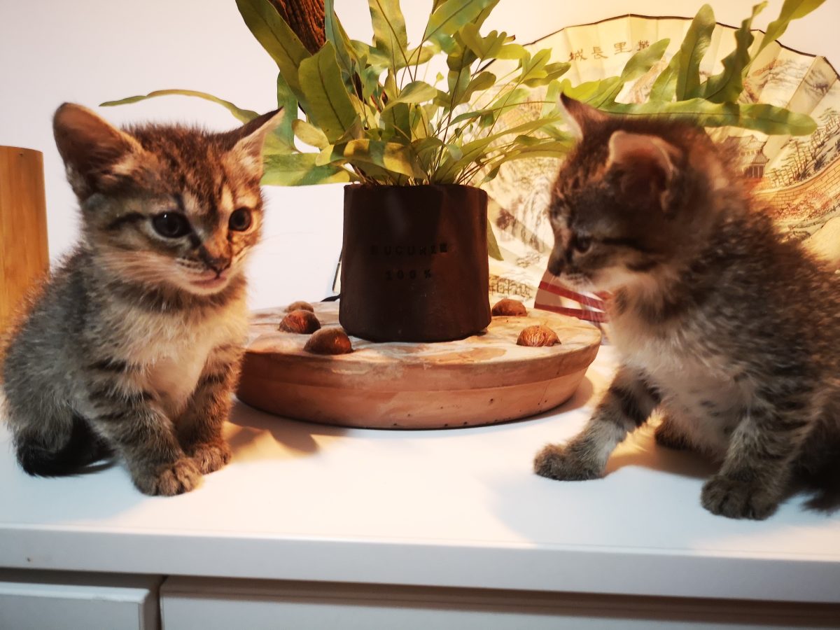 Adopție pui 2 luni Bucurie & Vedelie