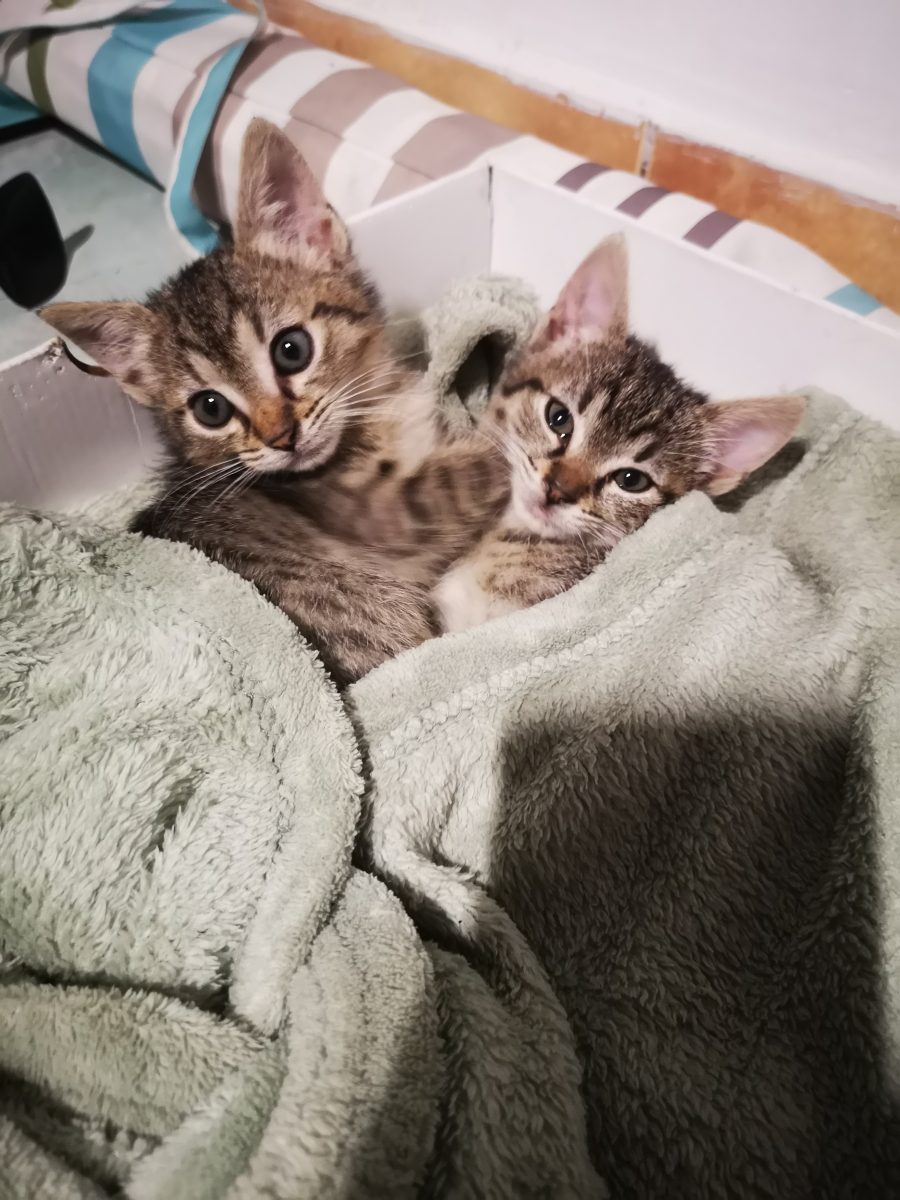 Bucurie & Veselie