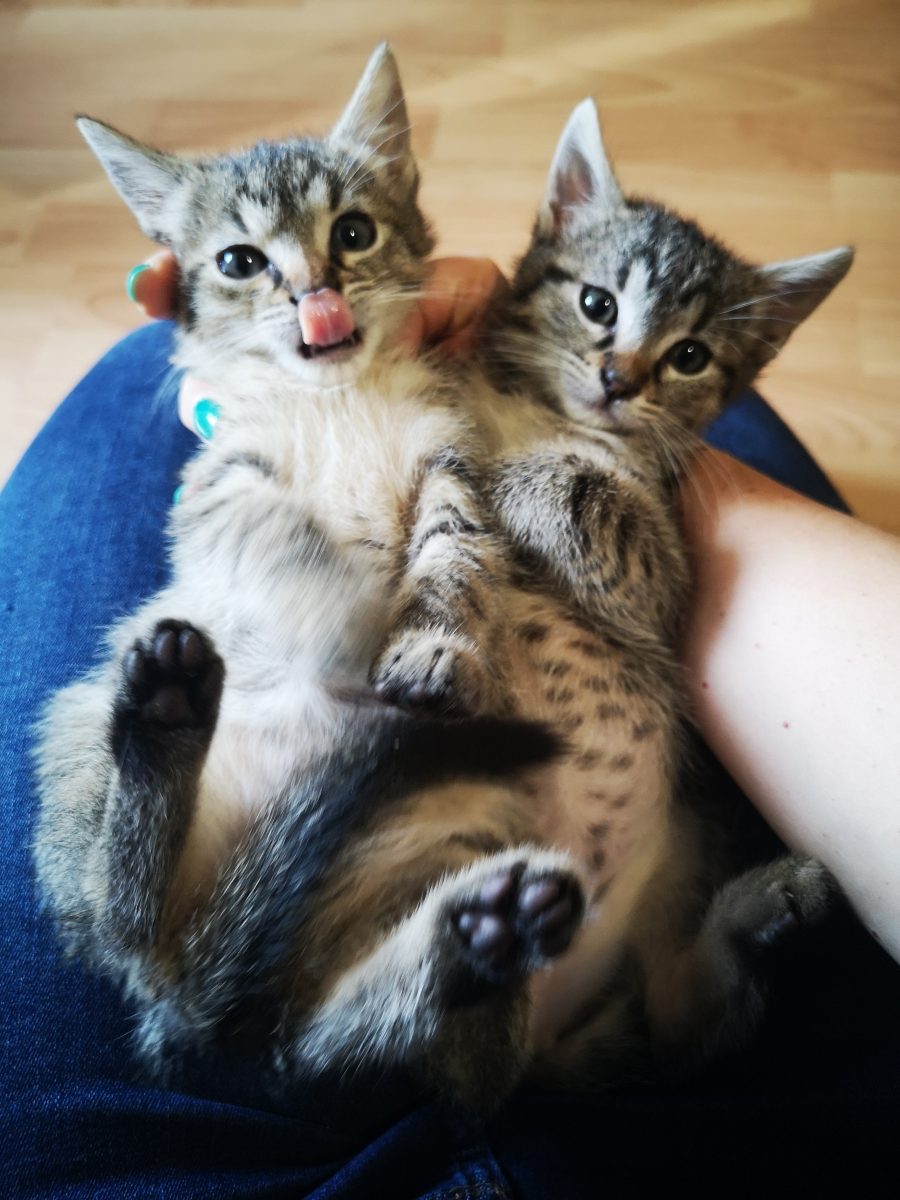 Adopție Bucurie & Veselie împreună, sau separat