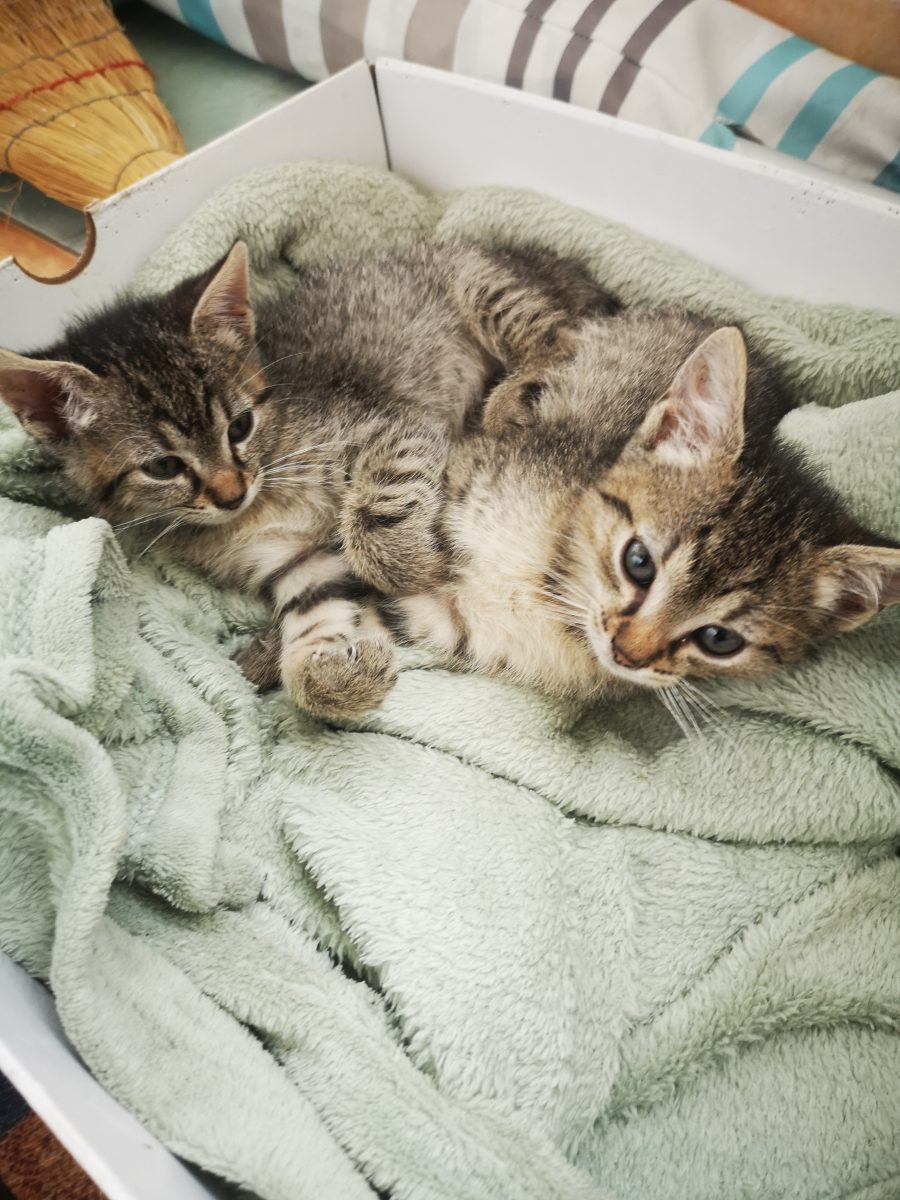 Bucurie & Veselie – 2 puiuți de 2 luni
