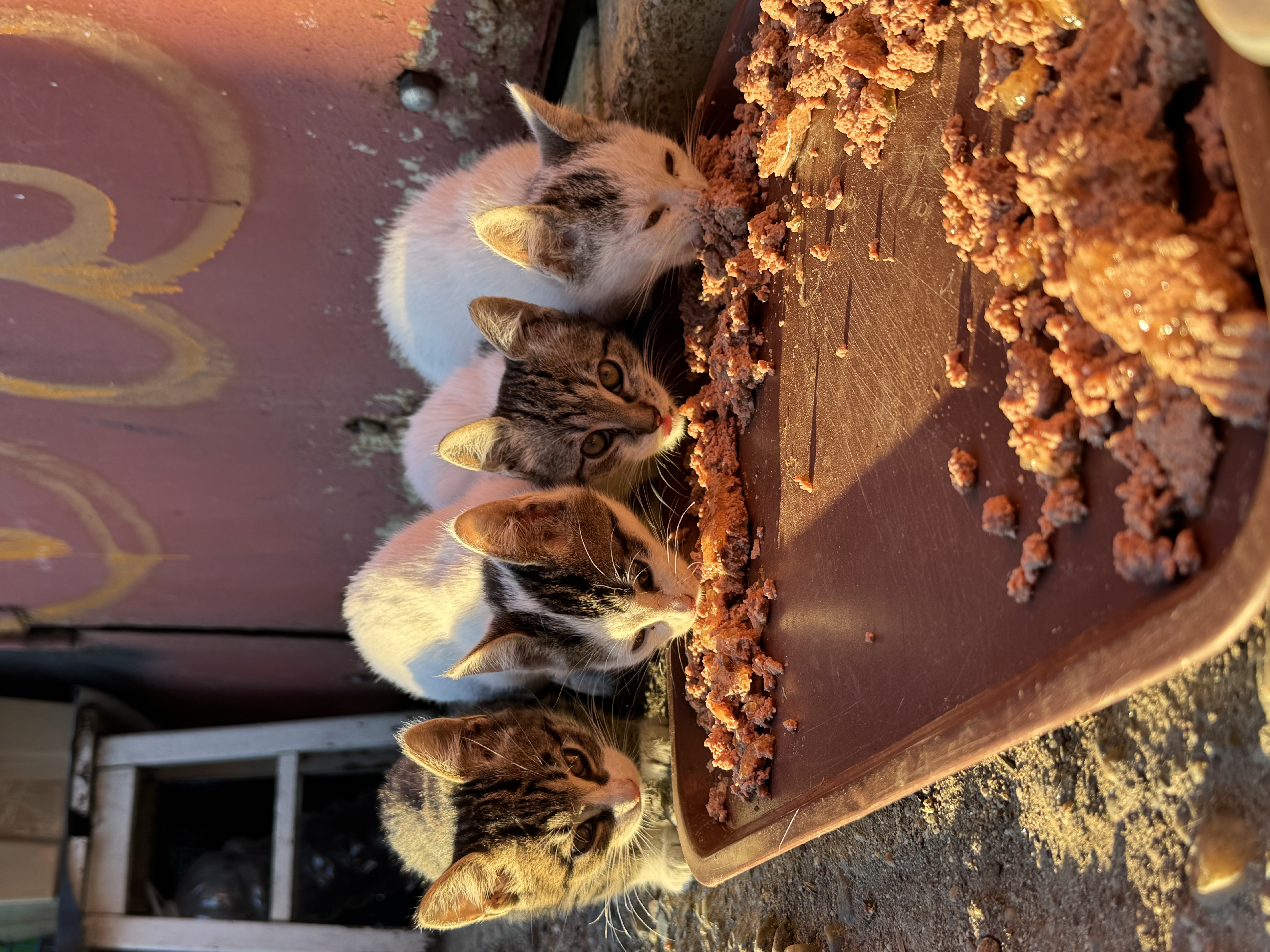 Pisoi cu un singur vis- o căsuță permanentă