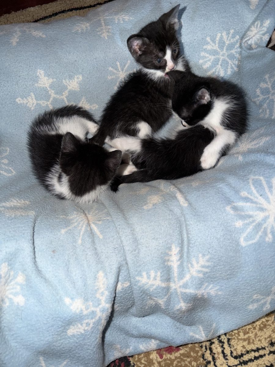 5 pisici spre adopție