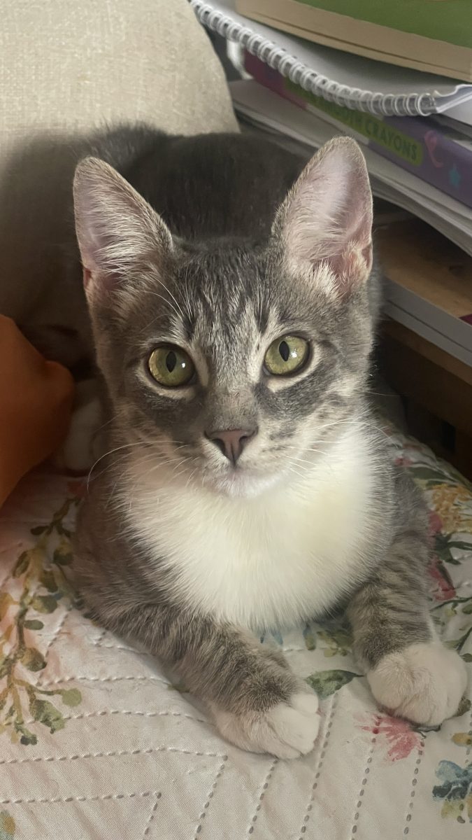 N-ai mai vazut pisic ca mine! 😻😼🐾