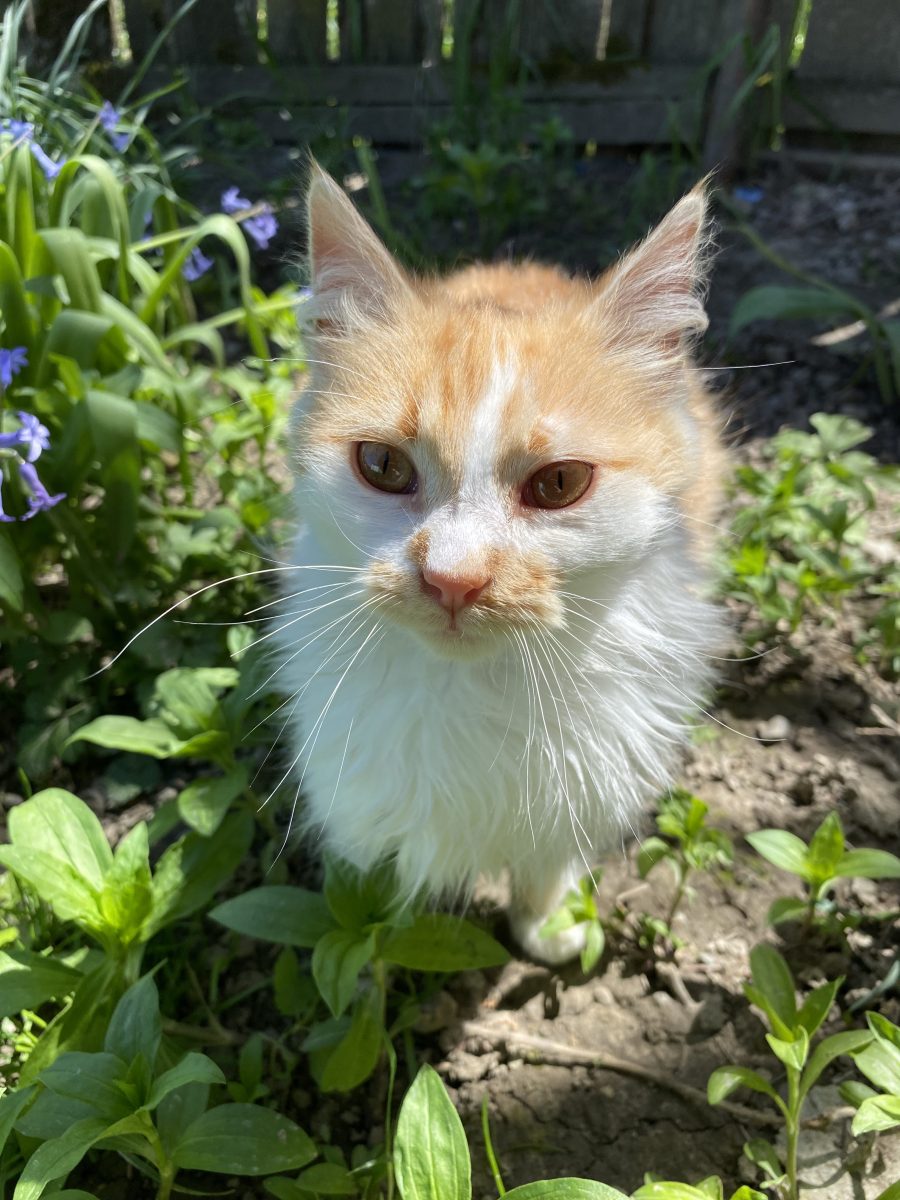 Pisica spre adopție