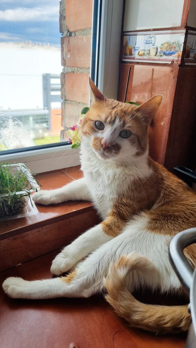 Oscar, cel mai bun prieten