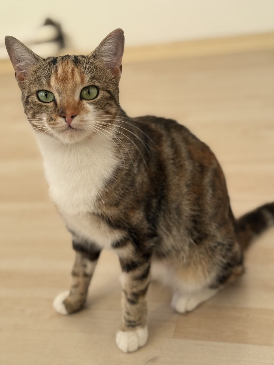 ✨💖 Missy își caută oameni în București sau împrejurimi