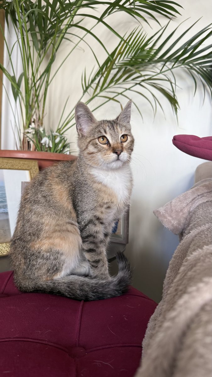 Pisica 5 luni spre adoptie