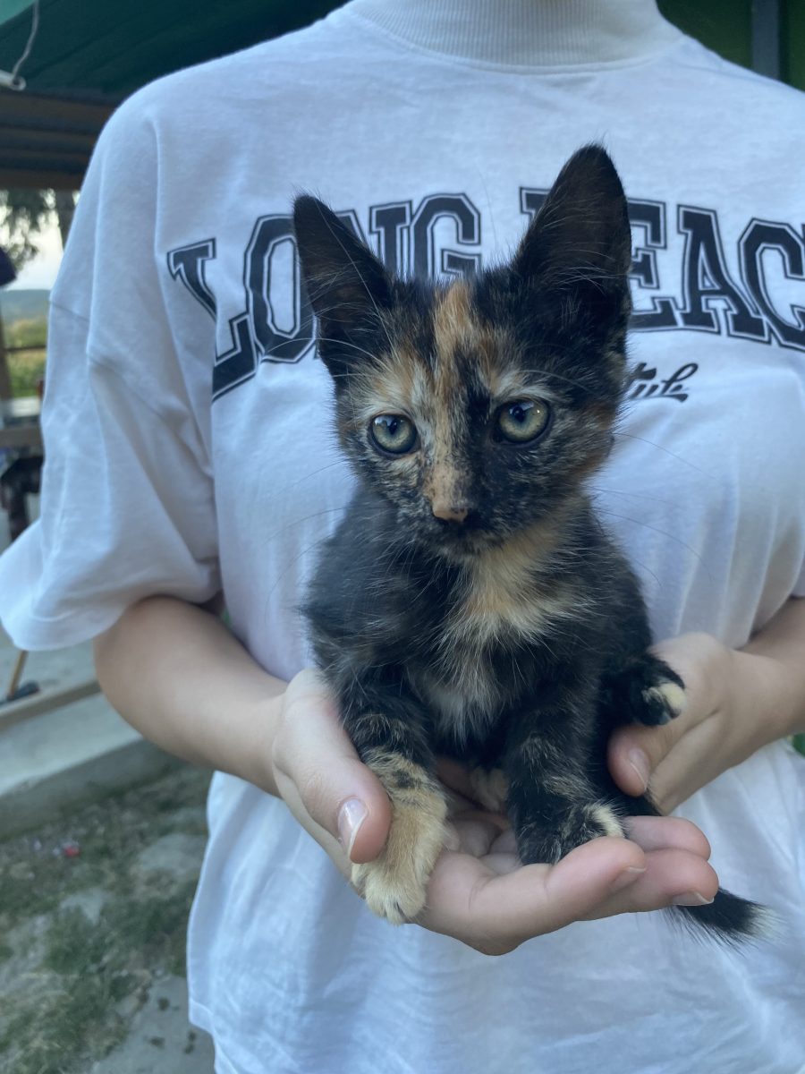 Pisică spre adopție
