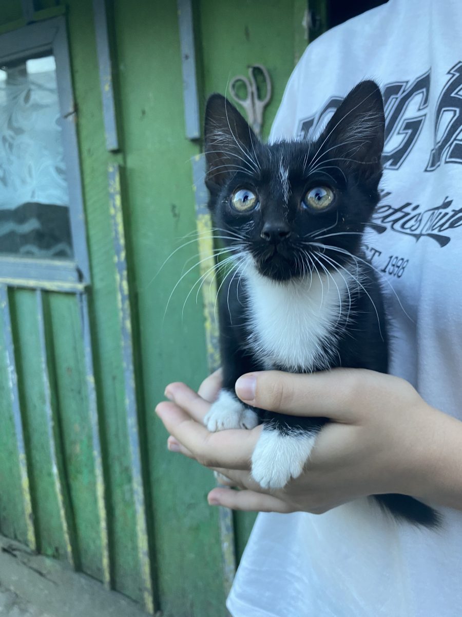 Pisica spre adopție