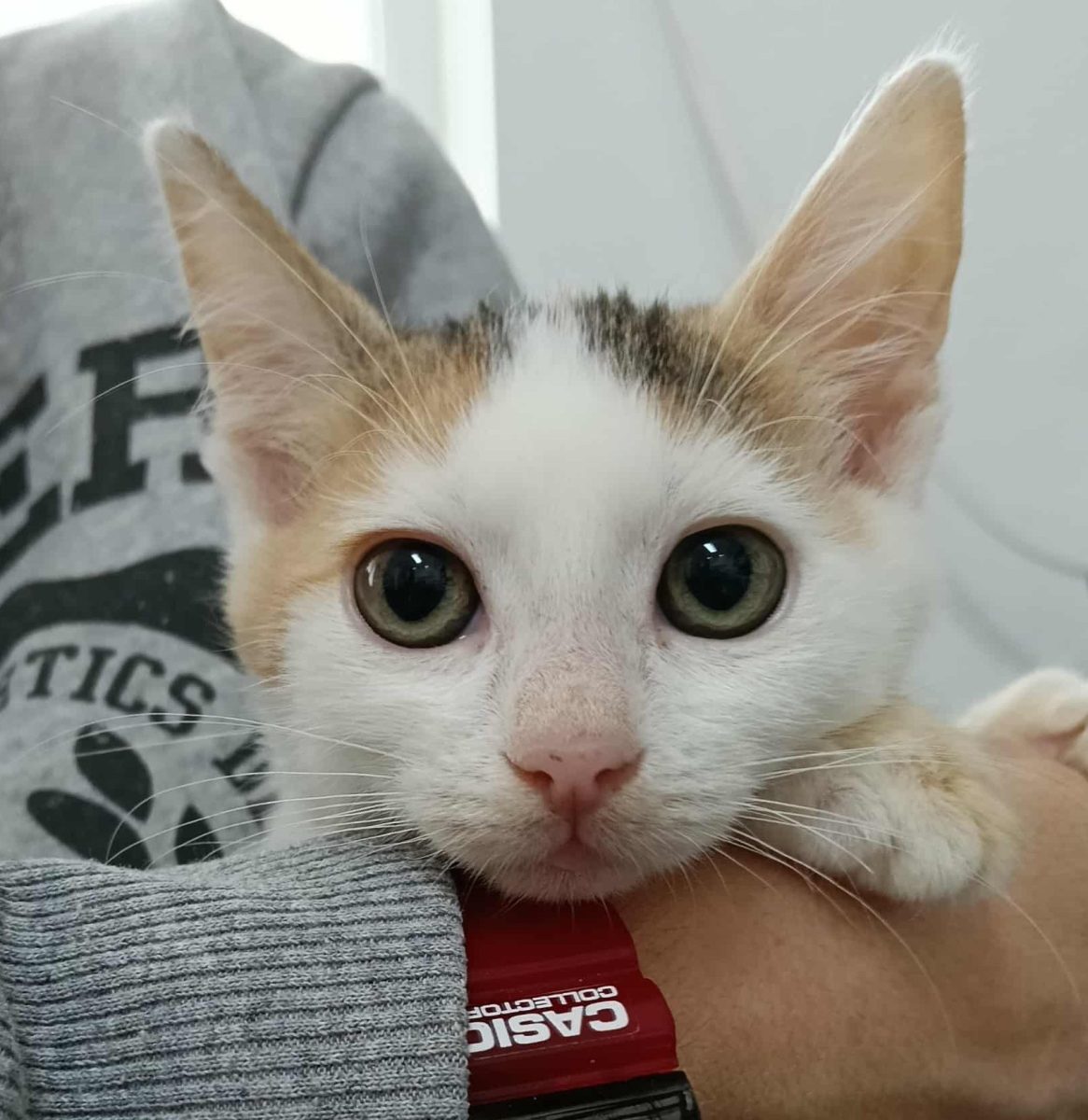 Lily, o inimioara cu multa speranta