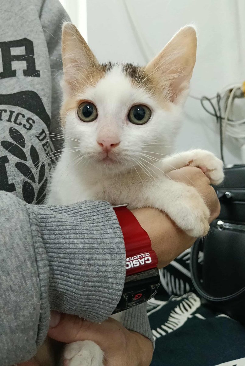 Lily, o inimioara cu multa speranta