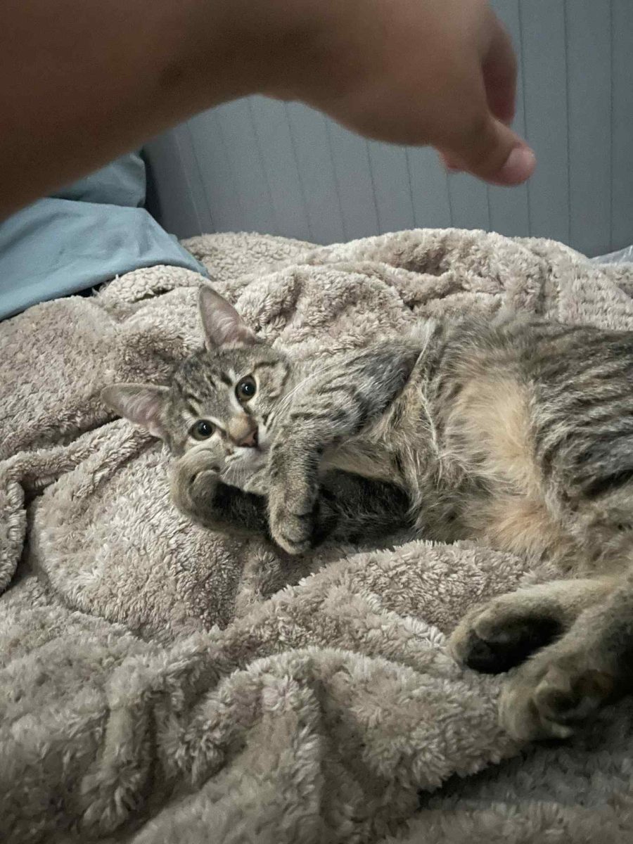 Mady, o pisicuță minunata, pentru adoptie