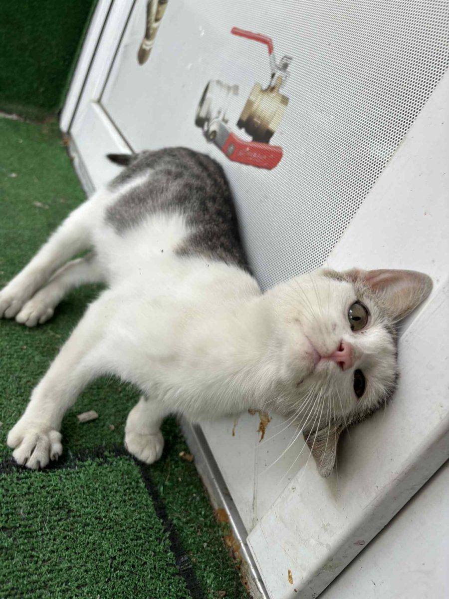 Urgent! Puiuț în mare pericol!