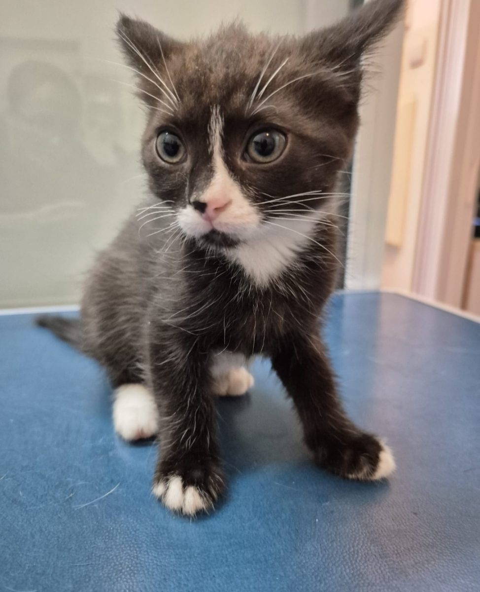 Pisicuta iubitoare – 2 luni