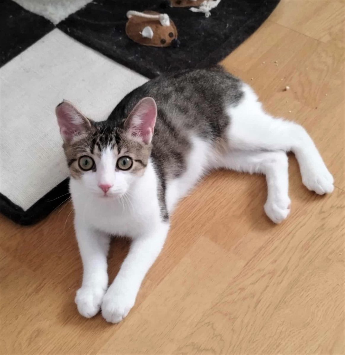 Vrei sa fii foarte, foarte iubit(a)? Atunci adopta-l pe Sfâr!