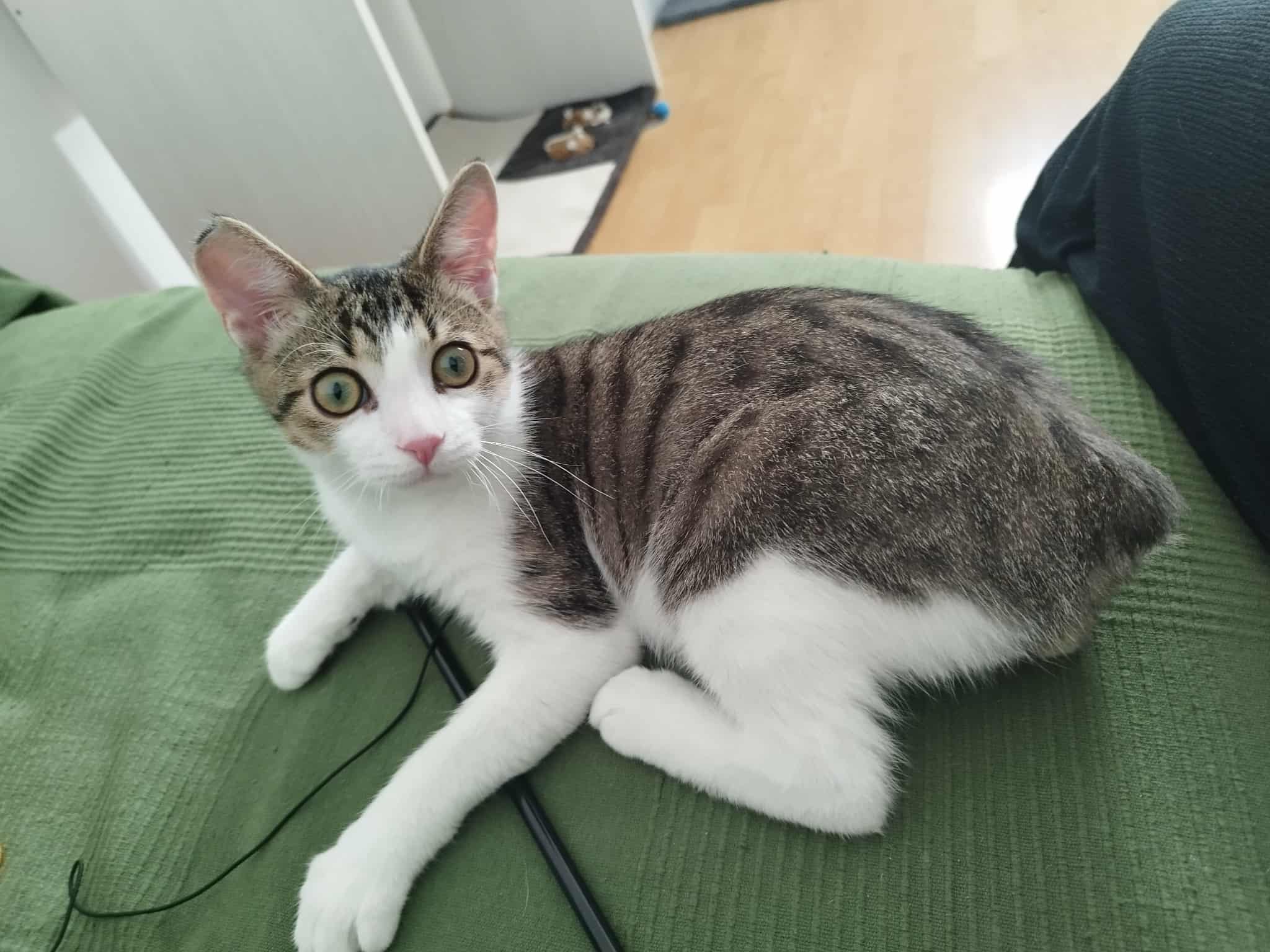 Vrei sa fii foarte, foarte iubit(a)? Atunci adopta-l pe Sfâr!