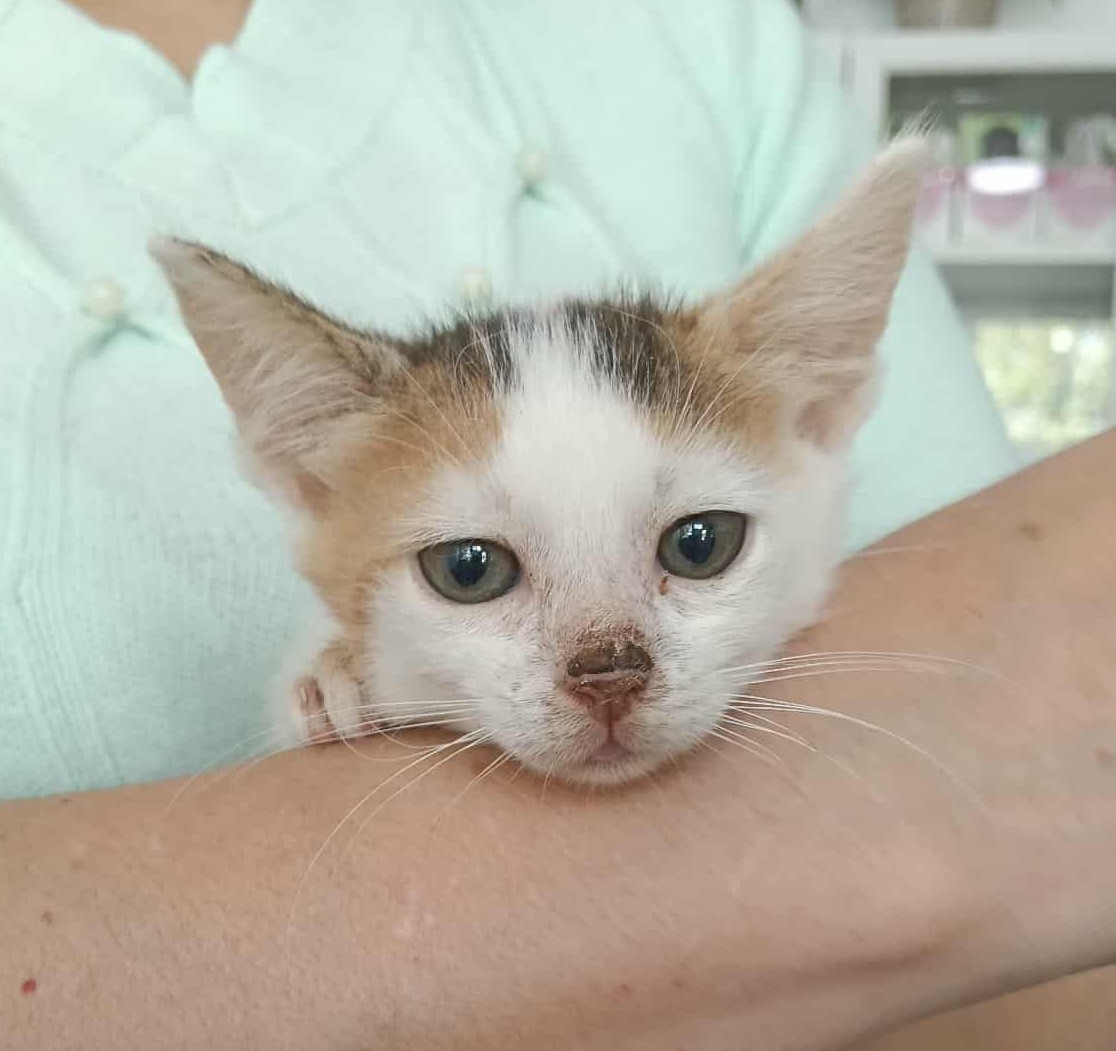 Lily, o minune cu blanita si mustati