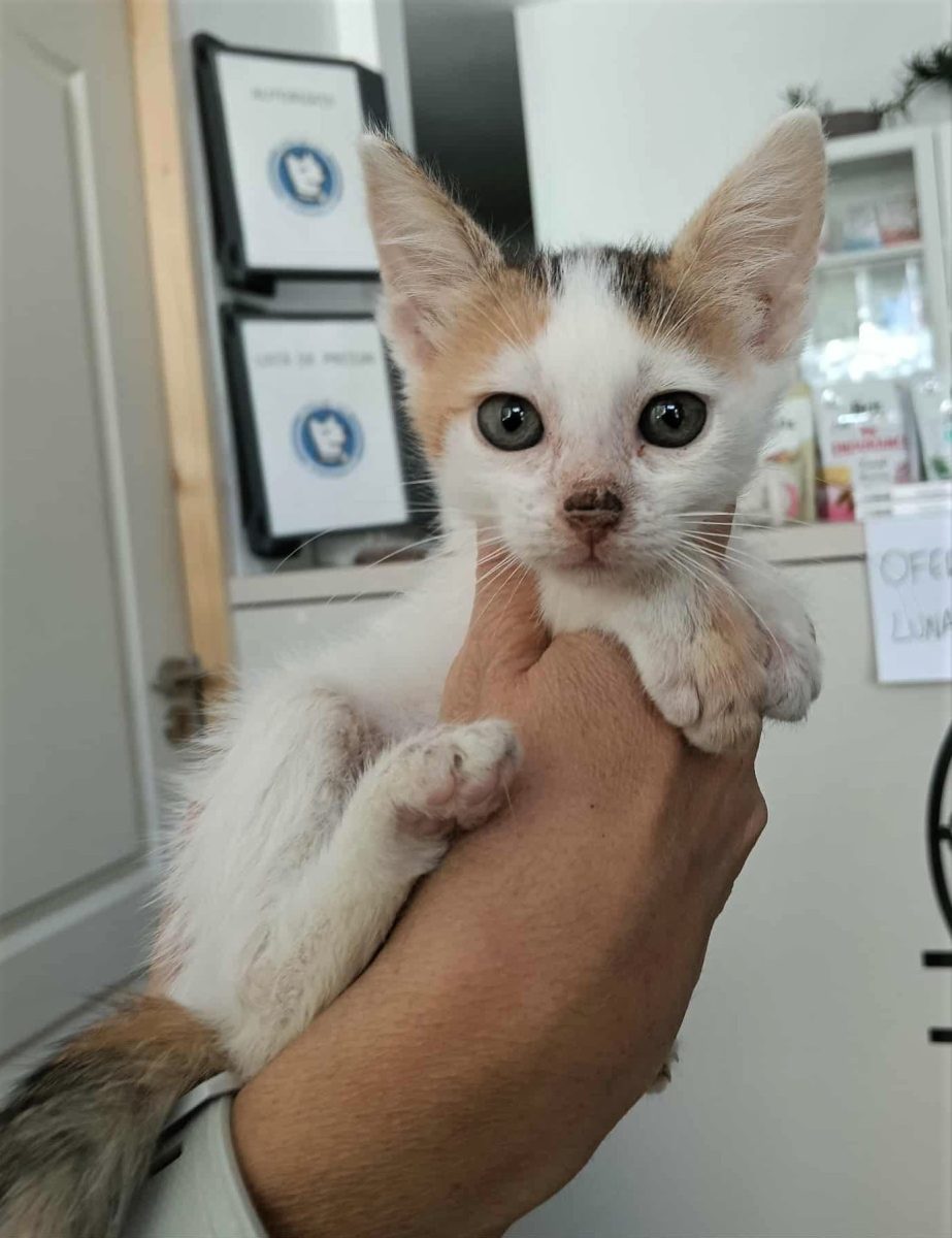 Lily, o inimioara cu multa speranta