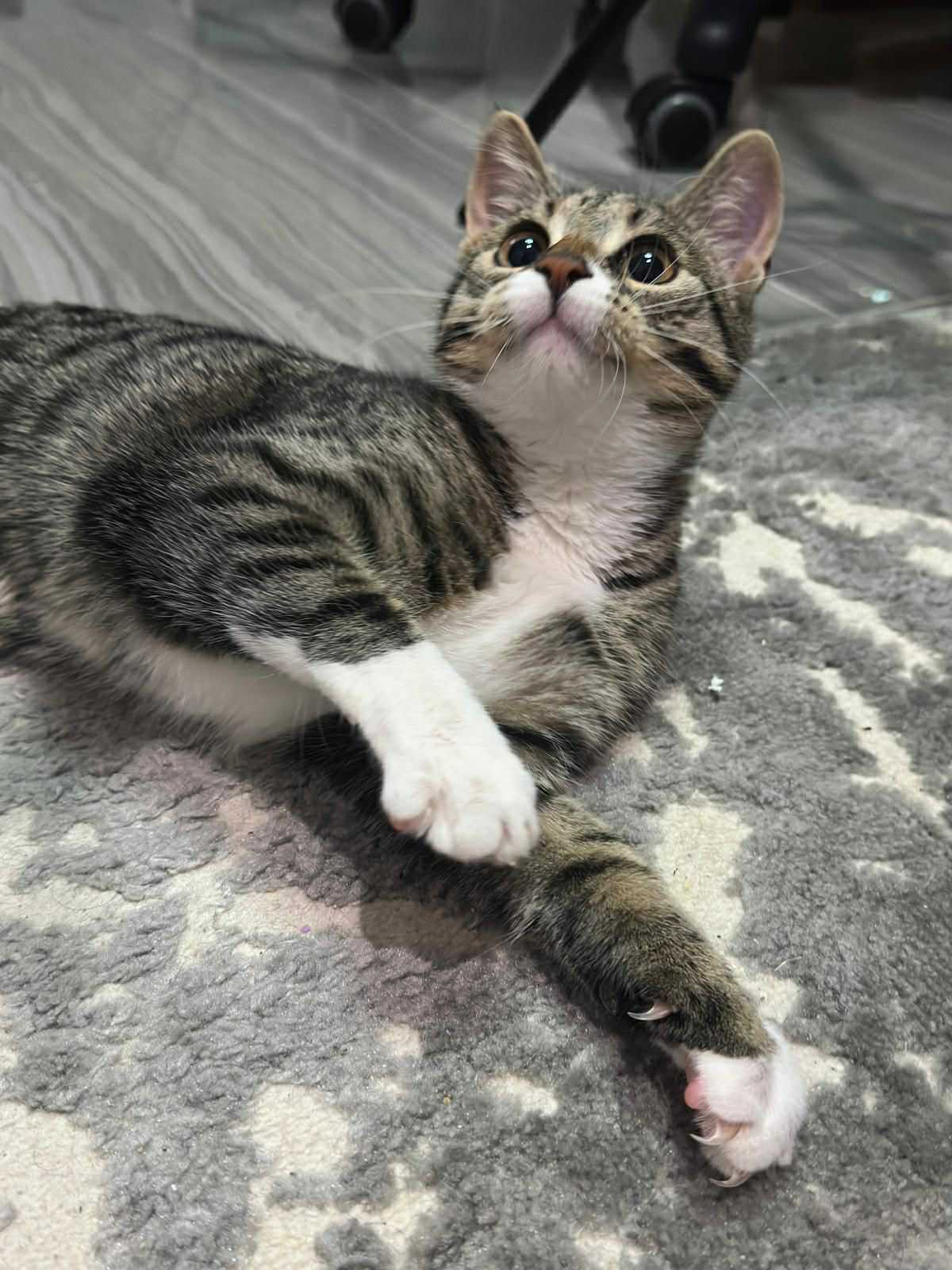 Surioara tarcata spre adoptie