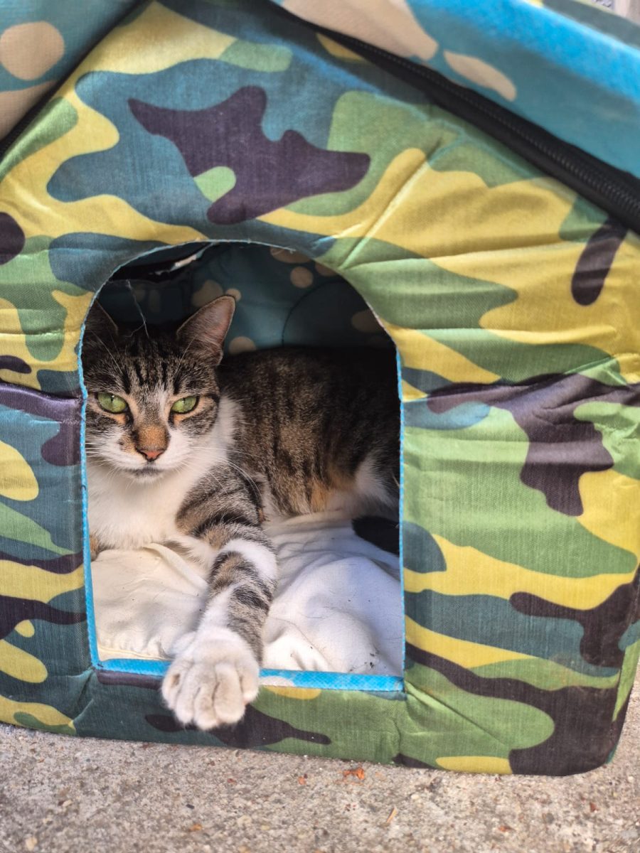 Pisica sterilizata femela 2-3 ani pt adoptie urgenta