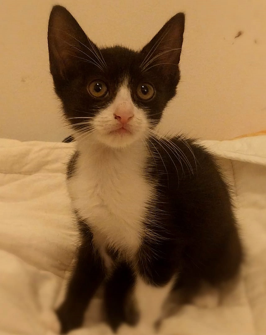 Kitty