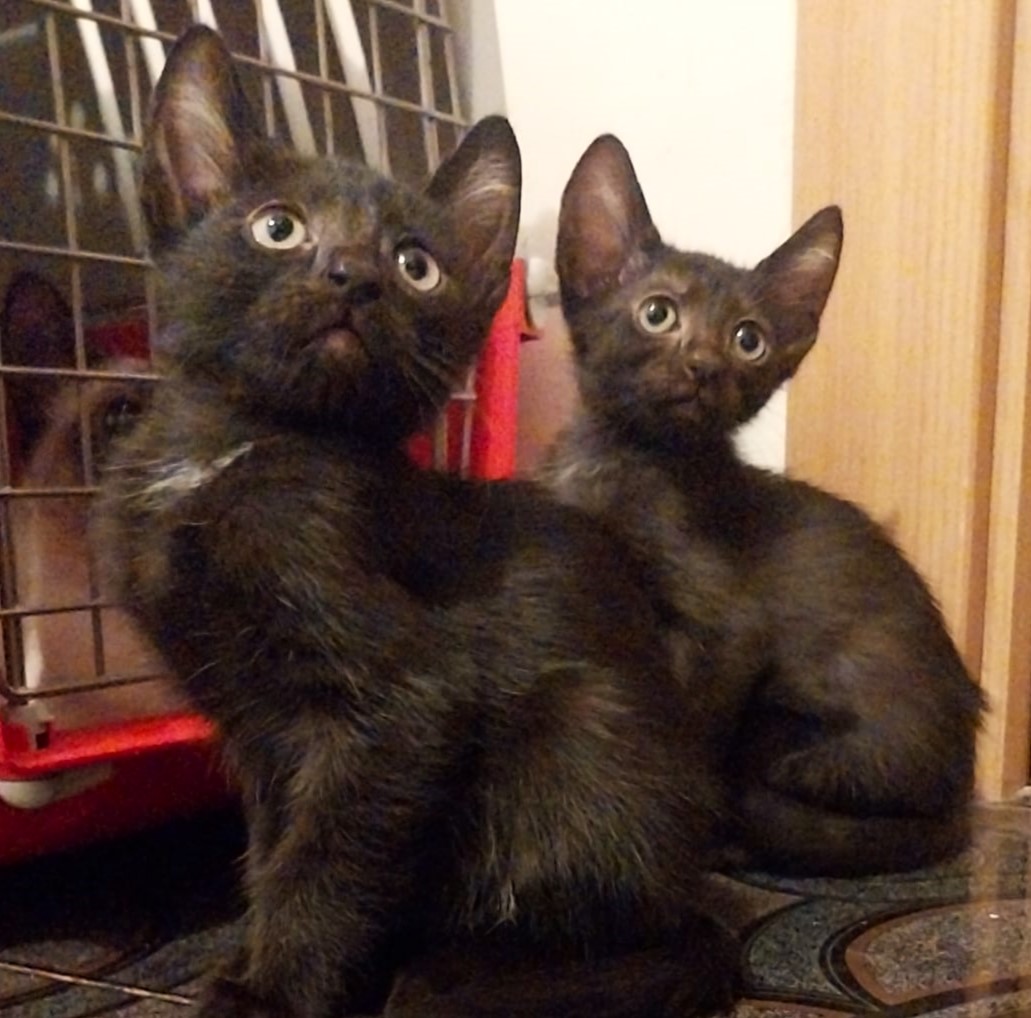 Onix si Bella