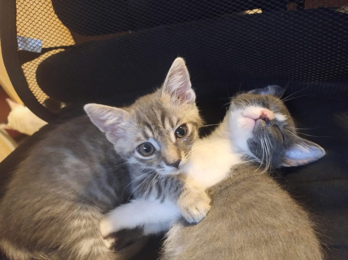 URGENT Adoptă doi puișori de pisică salvați!