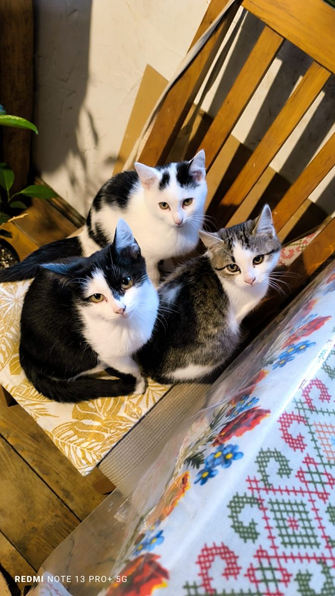 pisicute in varsta de 3 luni pentru adoptie