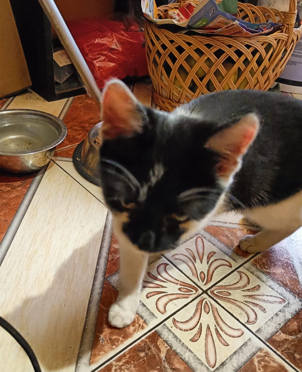Pisica pentru adoptie in Bacau, 3 luni, blanda si iubitoare, se ofera sterilizare gratuita