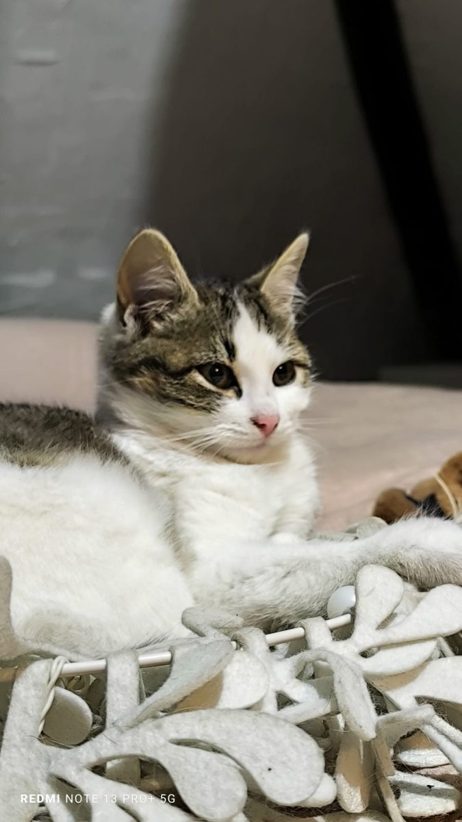 pisicuta pentru adoprie