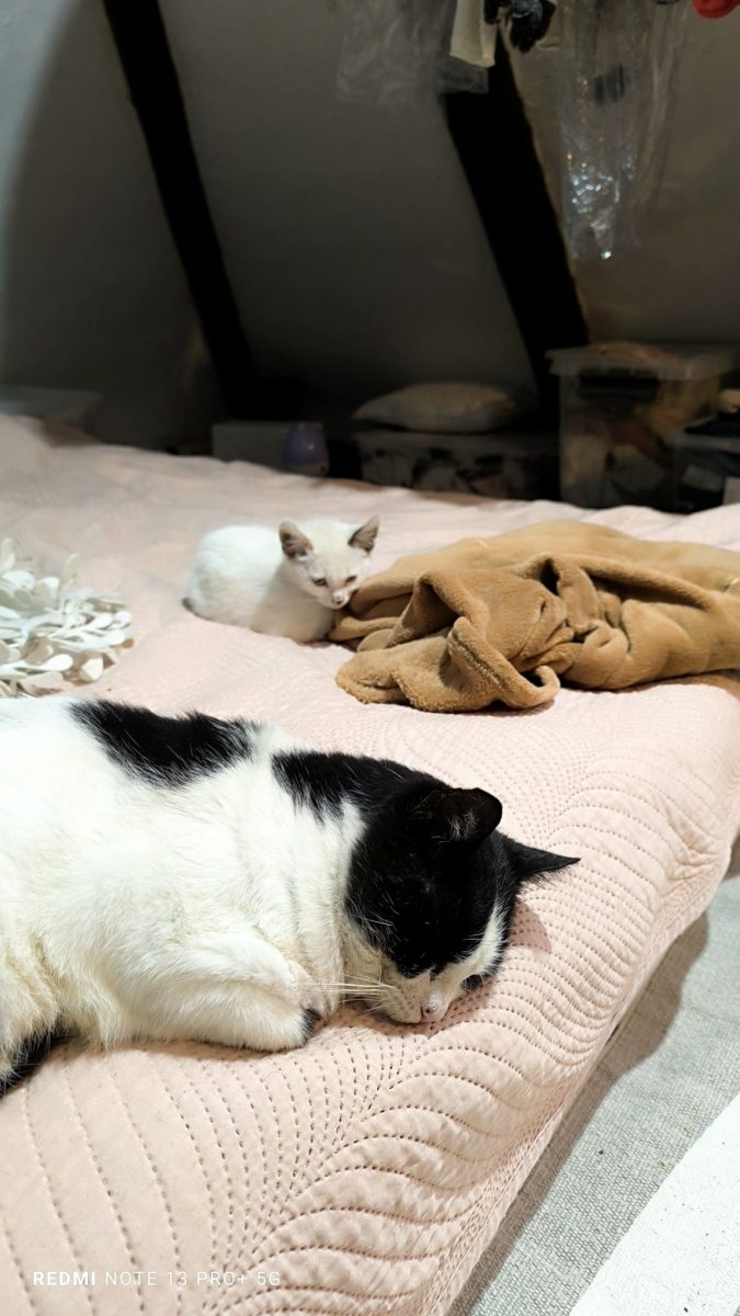 pisicuta in varsta de 3 luni pentru adoptie