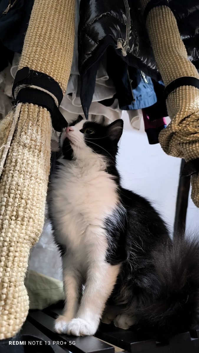 pisica in varsta de 2 ani pentru adoptie