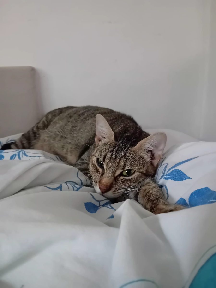 Zizi, bibelou cu multa gingasie