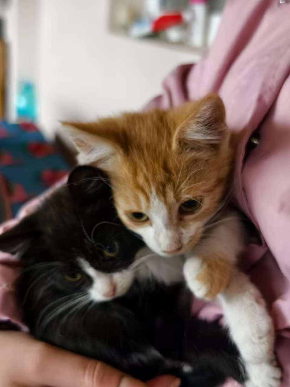 Pisicuțe fetițe spre adopție