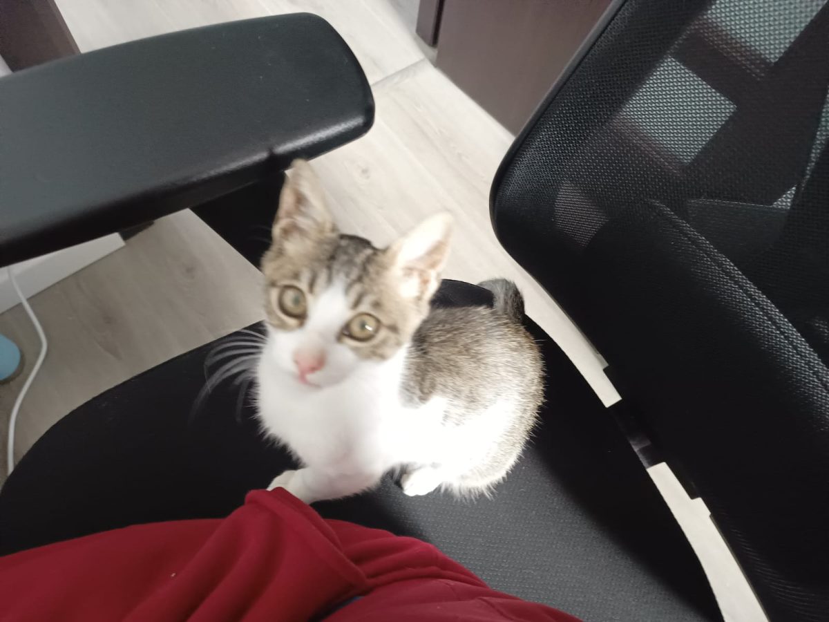 Pisoi de 3 luni spre adoptie