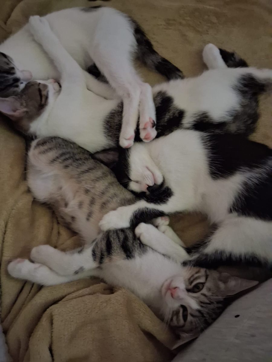 Pui de pisica adorabil