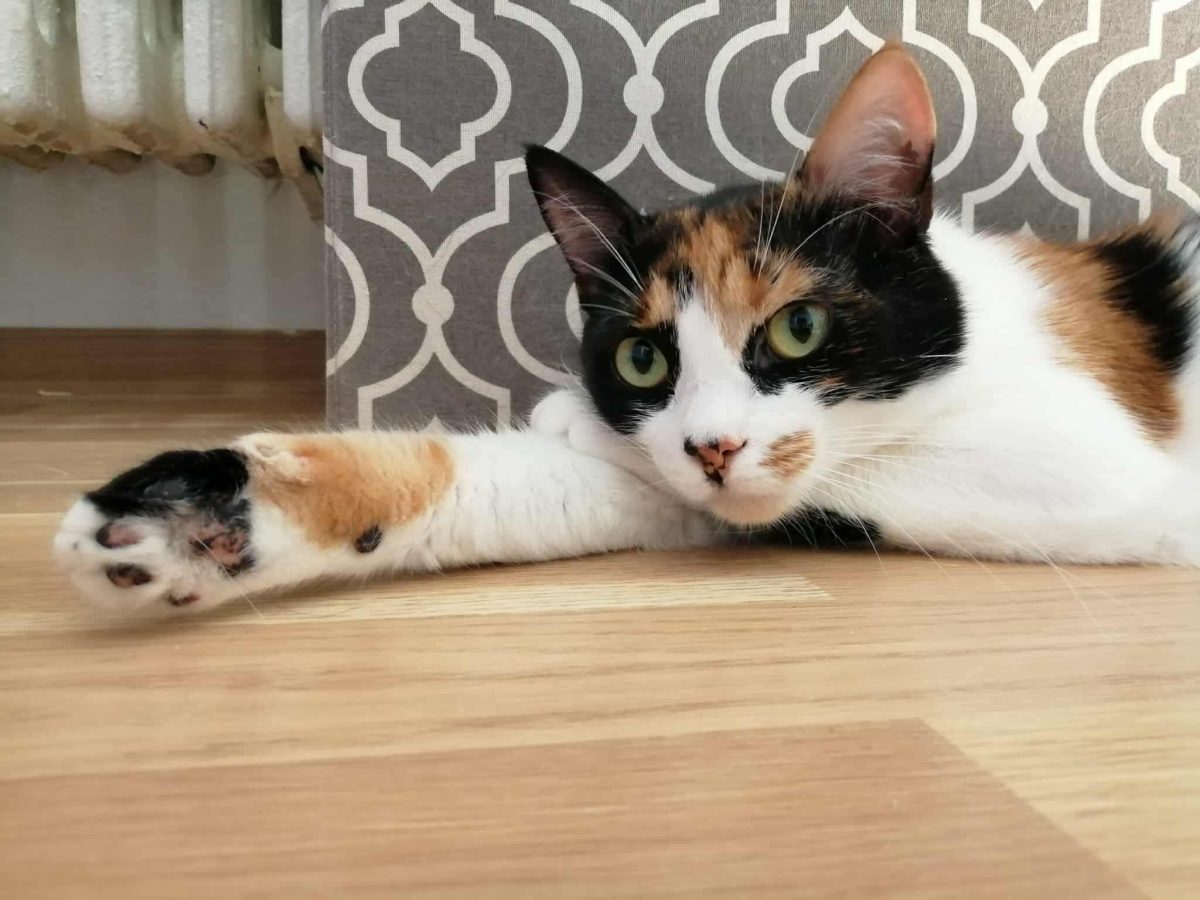 Misha – frumusetea cu ochi hipnotici cauta familie iubitoare