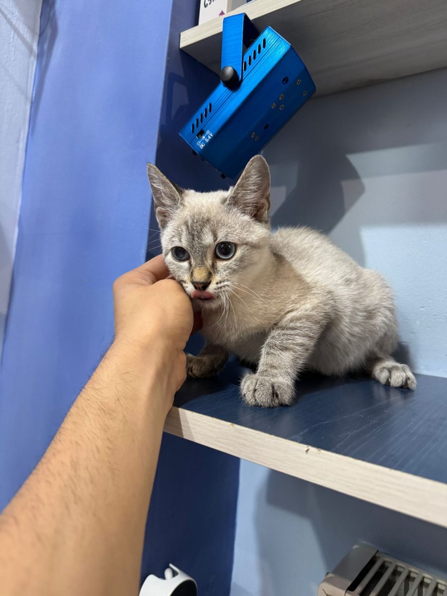Siamez pentru adoptie