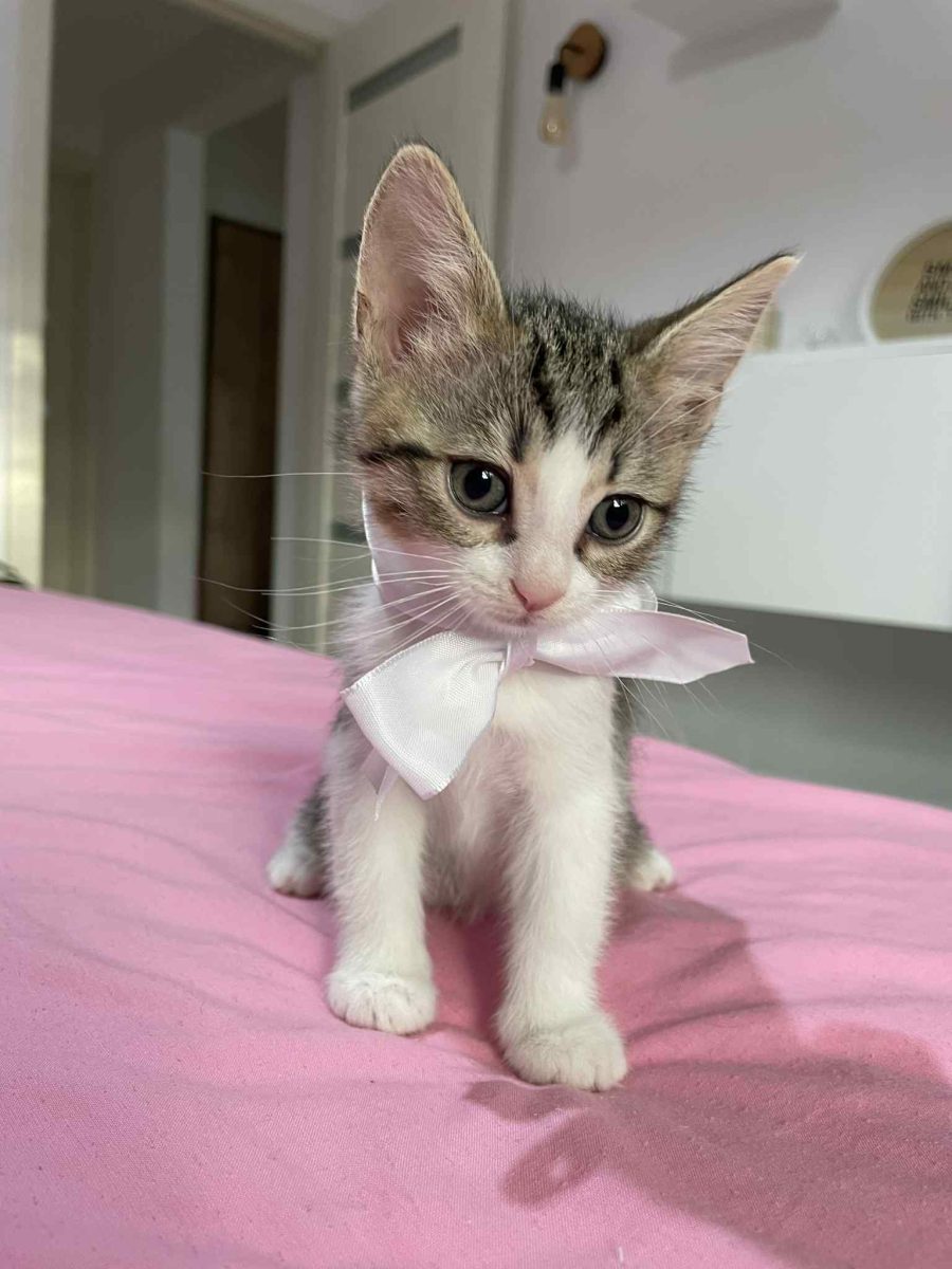 Pisici adorabile caută o casă iubitoare!