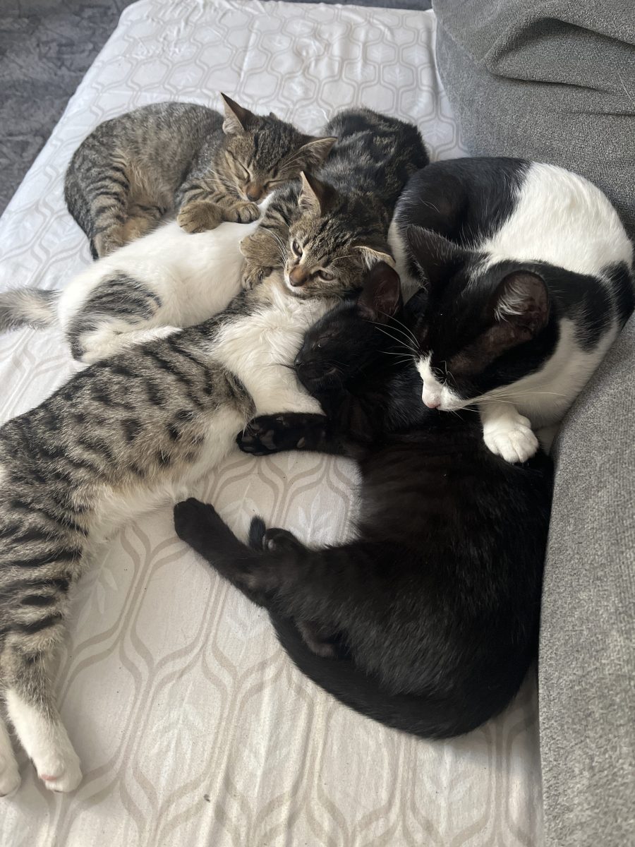 Adoptie 5 pui de pisici si mama lor