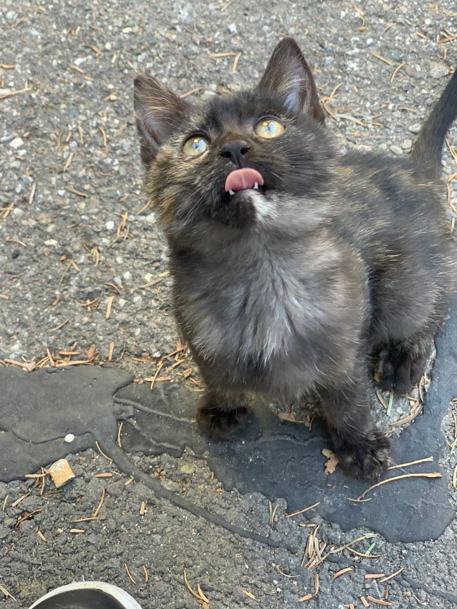 Adopție pisica