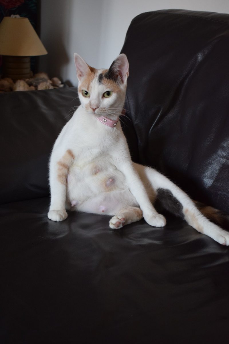 Capy Pulpy spre adopție