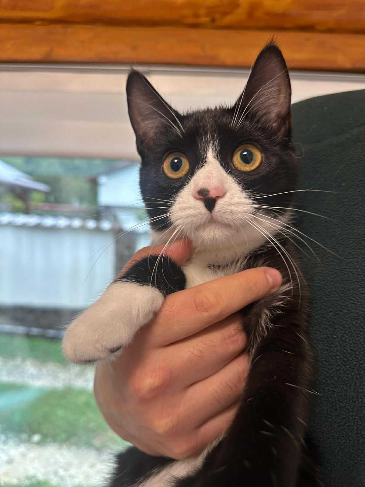 Surioara negru cu alb spre adoptie