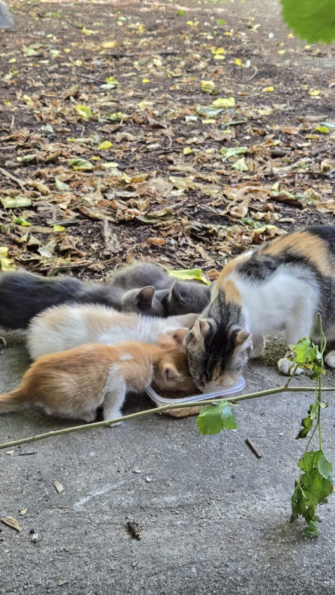 🐱 6 pisoi cauta familii adoptive 🏡