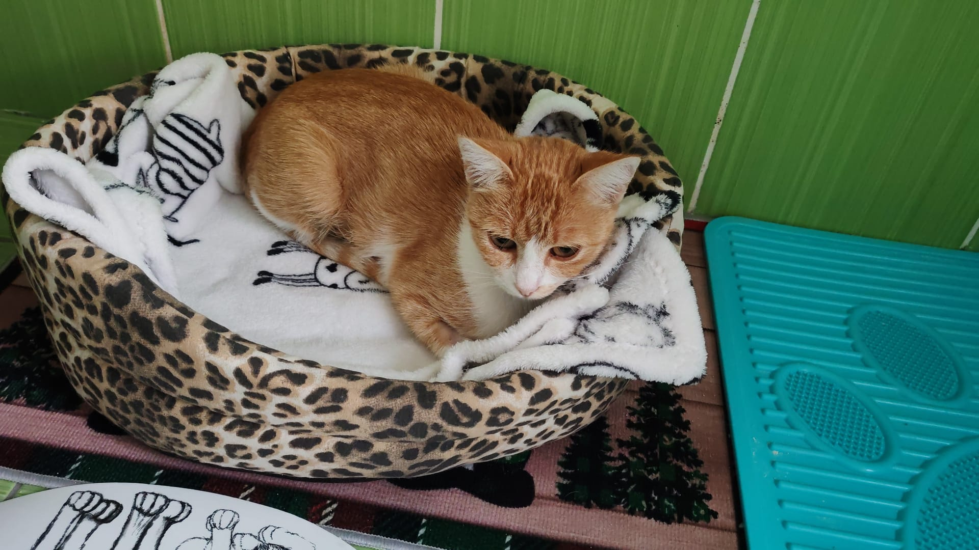 adoptie pisica bucuresti